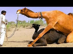camel mating season