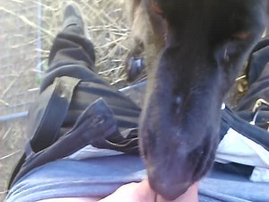 Man enjoys blowjob from his bitch in dog porn