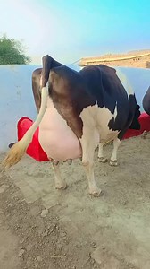 67K views · 5.4K reactions | Big udder milking cow | Big udder cow | milking cow | #merasahiwaltv | میرا ساہیوال ٹی وی | Facebook