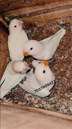African Lovebirds White breeding progress