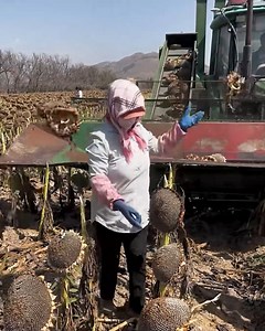 2.5M views · 5.8K reactions | The process of harvesting sunflower seeds! | Handy Dandy | Facebook