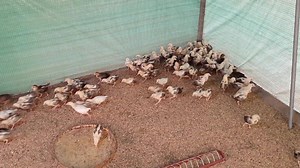 246K views · 144 shares | Good morning... For month old release tentative date 2nd week of feb.... #andyman_gamefarm #alagang_salto #ALAGANG_MICROBEST | Andyman Gamefarm | Facebook