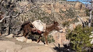 10K views · 177 reactions | The Mules at Grand Canyon! We were lucky to catch some of the activity with the mules at Grand Canyon. We saw some taking supplies, and then later, guests, to Phantom Ranch in the bottom of the Canyon. | Wandering Out Yonder | Facebook