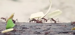 First Genetically Modified Ants Give Insight Into Insect Socialization | Cell And Molecular Biology