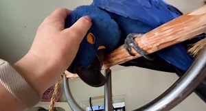 12K views · 2K reactions | Pampered BLUE BIRD parrot gets a Massage from MOM while swinging. Love is getting pampered ❤️❤️❤️❤️ | Carolin von Petzholdt | Facebook
