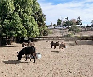 4.9K views · 373 reactions | Donkeys having fun! | "Seein' Spots Farm" miniature donkeys | Facebook