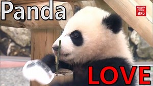 15 reactions | Pandas at a zoo in Wakayama Prefecture enjoy an icy treat on Japan’s White Day holiday. SEE THE FULL STORY AT: https://youtu.be/sogq9HGzv6g | Nippon TV News24 Japan | Facebook