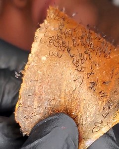 Beard waxing compilation | Rush Brush