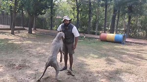 6K views · 64 reactions | Shaping in operant conditioning. #freeshaping #operantconditioning | K9 of Kashi | Facebook