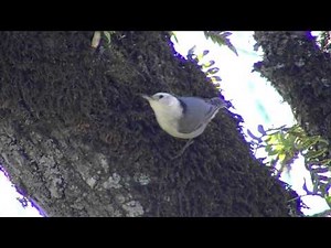 White-breasted Nuthatch male call