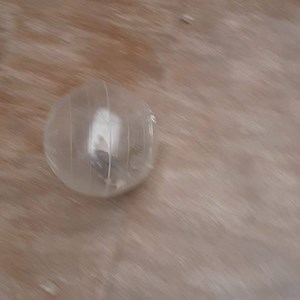 Hamster exercise time! WAGS has 15 Russian Dwarf and Teddy Bear hamsters available for adoption! They are 1 for $10 or 2 for $15!!! The first family to adopt at least 2 hamsters gets a big hamster habitat for free! #adoptahamster #smallandfurry #helpushelpthem #pocketpets | WAGS ~ Westminster Adoption Group and Services