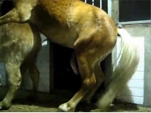 Un accouplement animal entre chevaux.