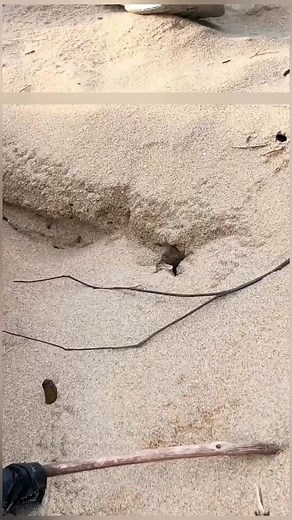 60K views · 591 reactions | Beach Treasure Hunt I Found a Gold Ring with a Ruby Stone #beachcleanup #treasuresearch | beach.clean.up | Facebook