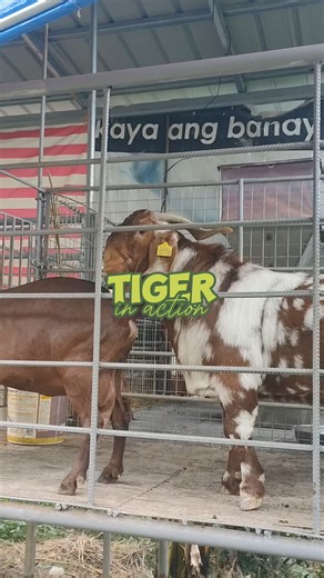 53K views · 228 reactions | Tiger Boer Buck Stud Sire Male Goat #breeding #goatfarming #GOAT | Gonzales Farm | Facebook