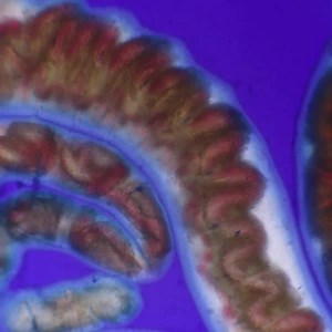 Yikes! That's a #bloodworm.🐛 A carnivorous member of the Annelida phylum -- they feed by extending a large proboscis, bearing four hollow jaws, and utilize venom to kill their prey. Reproduction occurs in midsummer, as the warmer water and the lunar cycle triggers sexually mature worms to transform into a non-feeding stage called the epitoke. The worms swim to the surface of the water where both sexes release gametes, and then die. FIN. #Science | Science Channel