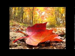 Sims 2 - Code triche.