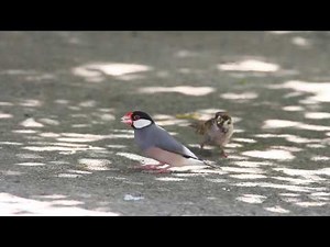 Java sparrow vs sparrow, 禾雀vs.麻雀