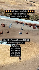 🔥Sale Report From Today!🔥 Niobrara Red Angus, Niobrara, NE. Feb 26, 2025. . Stay tuned for photos & a video recap of sale day, coming soon! | Will Bollum - Bollum Ranch Productions