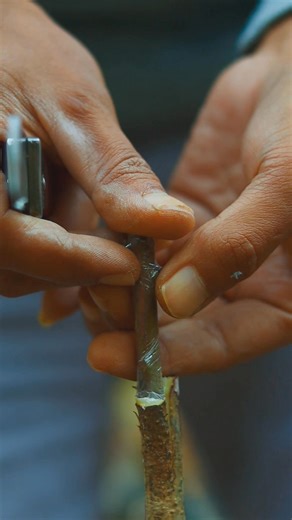 11K views · 122 reactions | Mango grafting tips | GraftingPlants | Facebook