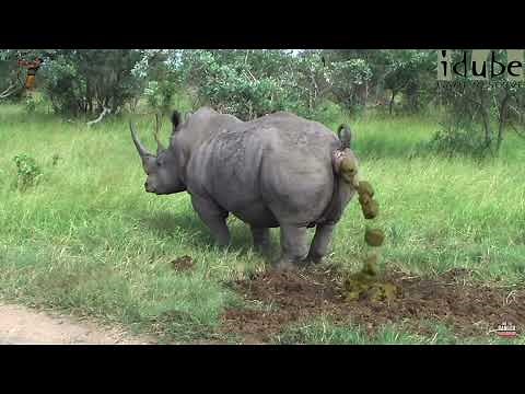 Rhino Pooping