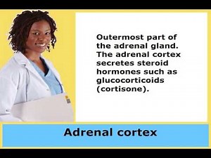 Medical Dictionary- Hear & See Medical Terms