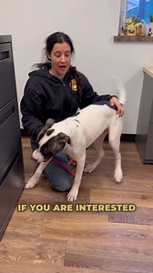 19K views · 1.5K reactions | 23-0544 "Olive" is a Young brindle and white female American Bulldog mix. She is up to date on her shots and has a microchip. Olive has a lot of energy. She loves to run around and play with everyone. Olive would be amazing in most homes and wishes she'll have a home for the Holidays!! For more information contact the Town of Oyster Bay Animal Shelter 516-677-5784. | Town of Oyster Bay | Facebook