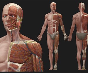 ArtStation - Low poly hand painted human Anatomy model | Resources