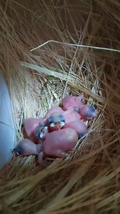 Java finch chicks | Birds Lover