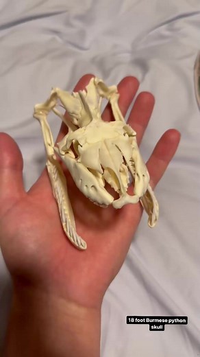 18 foot Burmese pyton skull #burmesepython #wild #jungle #yoink #boop #conservation #forest | Florida Wildlife By Garrate