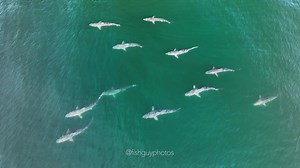 9.1K views · 242 reactions | There is a new "gang" in the #hamptons . Check out this school of spinner and or blacktip #sharks cruising through a school of bunker. Southampton, NY (They are either spinner or blacktip sharks. There is no way to tell from this perspective. Spinner sharks have a blacktiped anal fins, while blacktip sharks have no blacktip on their anal fin) | Fish Guy Photos | Facebook