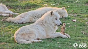 Sunshine is our best medicine ☀️🐺 Watch us live our best spring lives in Tundra Trek on zoolife! Subscribe today, and know that 80% of proceeds raised support your Toronto Zoo 🌱🐺 zoolife.tv/torontozoo | The Toronto Zoo