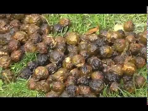 Cleaning & Drying Black Walnuts