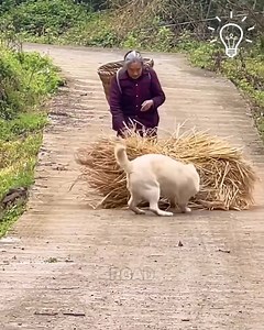 76K views · 378 reactions | Dog jumps to help older woman凉 | Pretty Hairstyles | Facebook