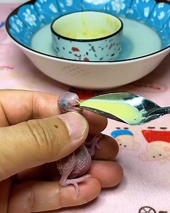 11K views · 228 reactions | Rescuing the tiniest parrot you've ever seen! | Beautiful World | Facebook