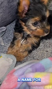 What did we NAME our new female Yorkie Puppy? Take a GUESS! Winner gets our new irresistible DOG TREAT recipe sent to you! #yorkiepuppy #yorkies | Yorkie puppy for adoption