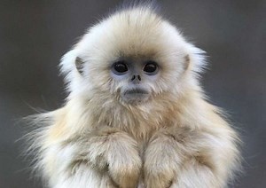 Cross compiler prefix eclipse что это