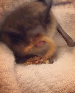 91 reactions · 12 shares | A fast messy eater  #littlebrownbat #myotislucifugus #pabatrescue #batrehabilitation #pennsylvaniabatrescue | Pennsylvania Bat Conservation and Rehabilitation | Facebook