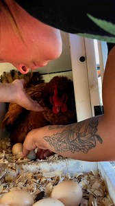 7.5K views · 33 reactions | 11 Eggs | Excel Agro services | Facebook