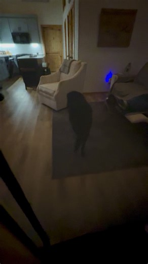 He’s such a big brave boy going through the new screen. 😏 It’s kind of a big deal for Jack. #iykyk #scaredydog #outdoorliving #resortlife #dogsoffacebook | Lisa C Welch