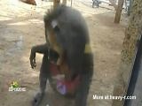 Horny Monkey