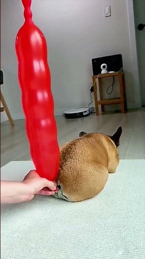 Funny Dogs Farting 😂 #viral #funny #fyp