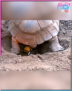Observe the slow and amazing process of a tortoise laying eggs | Booty Fans