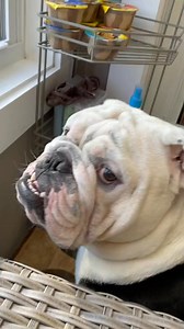 @Bellieofthebeast #bulldog #drawing #doglife #art #pets #friends #VansCheckerboardDay #cute #follow | Tren DK | Facebook