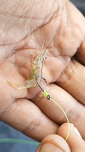 422K views · 857 reactions | How to Install Shrimp Bait on a Hook #fishing #fishingbait #fishingtips #fishingknot #tutorial #baitforfishing #shrimpbait #liveshrimpbait | Agus Subarna | Facebook