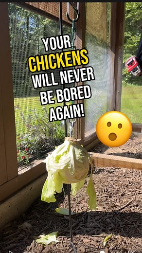 7K views · 62 reactions | ⚠️CHICKEN HACK⚠️ . A backyard chicken boredom buster if we’ve ever seen one! Tell us what you guys think about this innovative yet simple way to keep this chickens happy and pecking (especially if they don’t free range ) . . . . . #farm #hens #backyardchickens #trending #homestead #farmlife #homesteading #backyard #rooster #reels #chicken #petlovers #explore #woodworking #pets #viral | Carolina Coops | Facebook