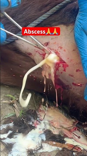 Abscess in cow || Abscess treatment || #abscess #treatment #cowvideos