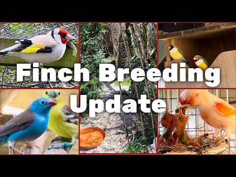 20m Bird Aviary Tour | Finch Breeding Update