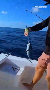 Getting Nonstop BONITA Action #bonita #fishon #fishingfun | South Florida Fishing Channel