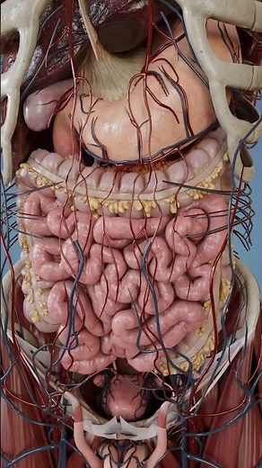 Large intestine anatomy in 3D