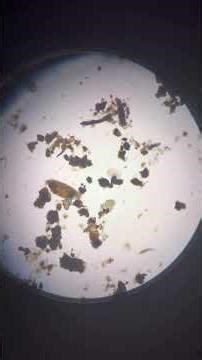Amscope b120!!!!!#microscopy #microscope